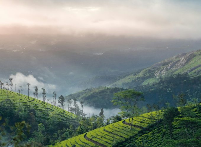 Munnar Tour Packages