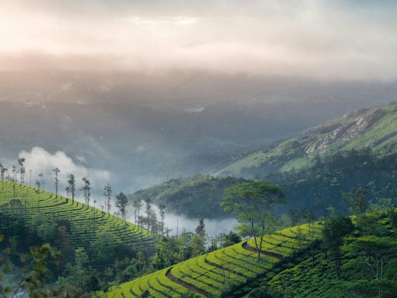 Munnar Tour Packages