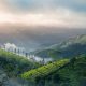 Munnar Tour Packages